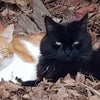 Photo 8: Tom cats - strays and best mates