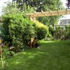 Photo 8: New garden