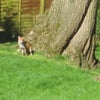 Photo 5: Fox in garden