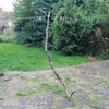 Photo 2: Garden