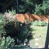 Photo 5: Fantastic woodland views!