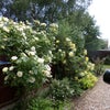 Photo 6: Rose Bushes