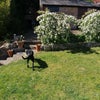 Photo 4: Back garden