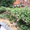 Photo 7: Garden