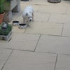 Photo 7: My small dog