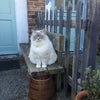 Photo 6: Furry house mate 
