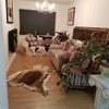 Photo 3: lounge has changed, one less settee, no plants