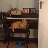 Photo 5: Cat and piano come with the house