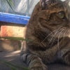 Photo 9: Super friendly cat