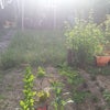 Photo 6: Vegetable patch and view into garden