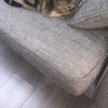 Photo 5: Bubbles, my 3 legged cat