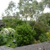 Photo 4: garden