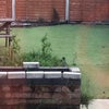Photo 9: Low maintenance Garden