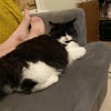 Photo 3: Fatty Cat!
