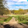 Photo 6: Neighbouring Richmond Park