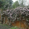 Photo 4: Garden