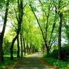 Photo 8: 5mins to Birchfields Park
