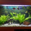 Photo 3: Fish tank