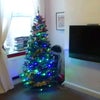 Photo 2: Ready for Christmas 