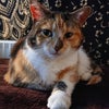 Photo 9: Ms McWhiskersson 