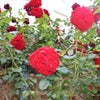 Photo 7: Rear Garden - Climbing Roses