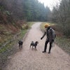Photo 3: Borrowing dogs 