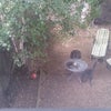 Photo 8: A very large back garden 