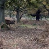 Photo 2: Richmond Park is only a walk away! 