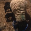 Photo 9: Lambing time last year 