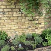 Photo 6: Herbs and huge patio for dining and sun bathing