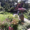 Photo 2: Garden or Patio