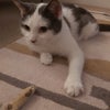 Photo 9: Sana Cat