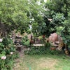 Photo 7: Garden