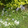 Photo 8: Rear Garden