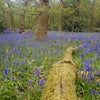 Photo 9: Rowley woods 20mins walk away