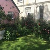 Photo 9: Amazing garden with lots of mint for you to use freely