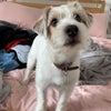Photo 2: moose, totally house trained, an angel