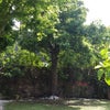 Photo 2: Garden