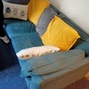 Photo 7: A well-loved sofa bed for guests (the sofa you see in living room pic)