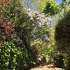 Photo 9: Garden