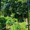 Photo 6: garden