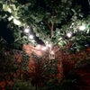 Photo 4: tree at night