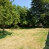Photo 6: Pear Tree and Apple Tree