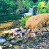 Photograph of Dalia 