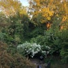 Photo 8: Garden