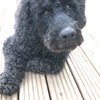 Photo 6: Herbie 🥰