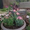 Photo 3: Garden
