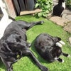 Photo 2: Furry Friends