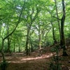 Photo 7: Queens Wood (10 mins)