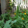 Photo 9: garden